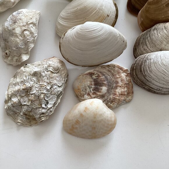 An Assorted Collection of Seashells Great For Arts Crafts Crafting Pictures - Picture 4 of 4